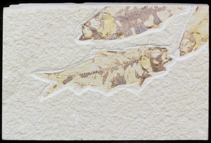 Bargain Knightia Fossil Fish - Wyoming #42392
